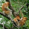 Kahau nosaty - Nasalis larvatus - Proboscis Long-nosed Monkey o7908